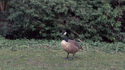 Wildgans im Schloß Wittringen Park