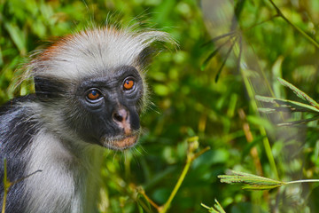 An endangered Zanzibar red colobus monkey (Piliocolobus kirkii), sitting on a tree at Jozani...
