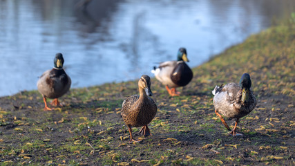 A group of ducks