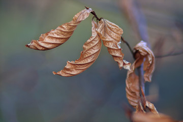 Dried leaves
