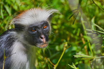 An endangered Zanzibar red colobus monkey (Piliocolobus kirkii), sitting on a tree at Jozani forest, Zanzibar
