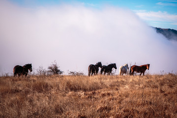 Stara planina