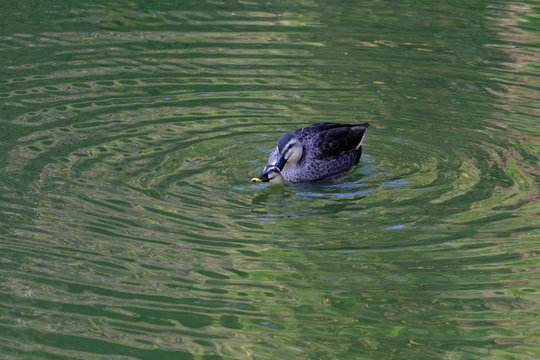 Eastern Spot Billed Duck