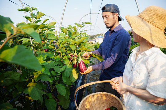 Japanese man wearing cap and woman wearing hat standing in vegetable field, picking fresh aubergines.