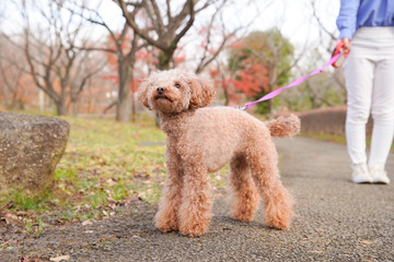 ペットと公園を散歩する女性