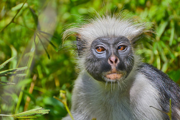 An endangered Zanzibar red colobus monkey (Piliocolobus kirkii), sitting on a tree at Jozani forest, Zanzibar