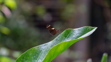 Close up of a butterfly on a leaf with blurred background