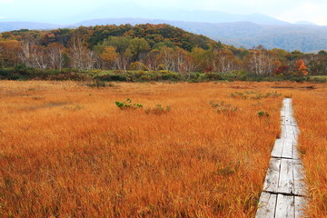 八甲田の秋　黄金色の田代平湿原