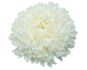White chrysanthemum flowers on isolated white background.Floral object.clipping path
