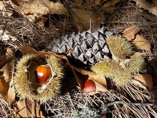 Fruto del castaño en el bosque