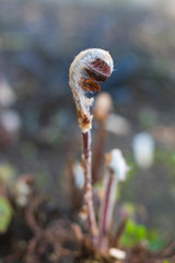 Obraz premium Young fern