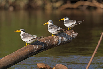 Group of Large Billed Terns Resting on a River Snag