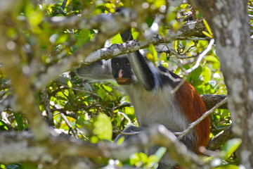 An endangered Zanzibar red colobus monkey (Piliocolobus kirkii), sitting on a tree at Jozani forest, Zanzibar