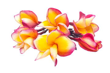 Yellow-pink bouquet plumeria flowers on isolated white background.Floral spa.Clipping path object