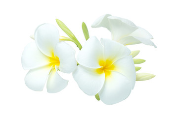 Fototapeta na wymiar White-yellow bouquet plumeria flowers on isolated white background.Floral of relax spa.Clipping path object