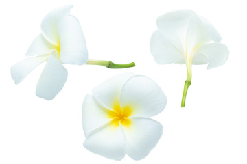 White-yellow plumeria flowers isolated white background.Floral spa.Clipping path object