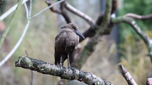 Abdim's stork perched on tree branch