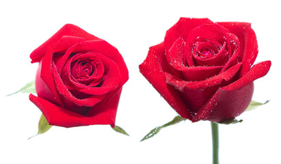 Red rose flowers on isolated white background.Floral meaning of love elements wedding card.