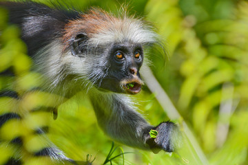 An endangered Zanzibar red colobus monkey (Piliocolobus kirkii), sitting on a tree at Jozani forest, Zanzibar