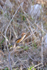 shrike on branch