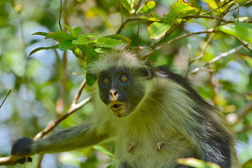 An endangered Zanzibar red colobus monkey (Piliocolobus kirkii), sitting on a tree at Jozani forest, Zanzibar