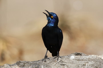 Cape glossy starling singing at Krueger National Park, South Africa