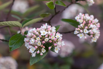 White and pink blossoms