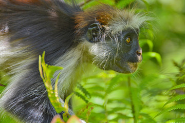 An endangered Zanzibar red colobus monkey (Piliocolobus kirkii), sitting on a tree at Jozani forest, Zanzibar