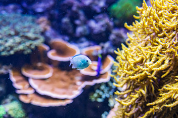 Colorful coral reef with tropical fishes