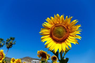 Beautiful Sunflower under blue sky.