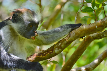 An endangered Zanzibar red colobus monkey (Piliocolobus kirkii), sitting on a tree at Jozani forest, Zanzibar