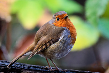 robin on a branch