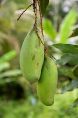 close up two mango fruit.