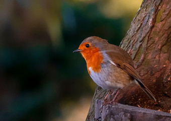 robin on branch