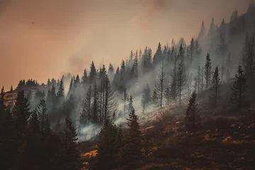 Fototapete Wald im Nebel Waldbrand