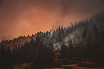 Forest fire