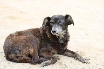 Cachorro abandonado praia