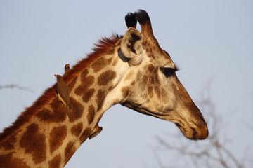 Giraffe with oxpeckers on the neck in Krueger National Park