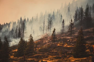 Selbstklebende Fototapete Wald im Nebel Waldbrand