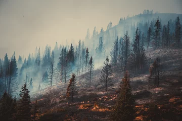 Fotobehang Mistig bos Forest fire