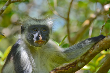 An endangered Zanzibar red colobus monkey (Piliocolobus kirkii), sitting on a tree at Jozani forest, Zanzibar