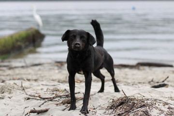 Cachorro de rua abandonado praia