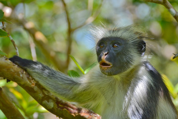 An endangered Zanzibar red colobus monkey (Piliocolobus kirkii), sitting on a tree at Jozani forest, Zanzibar