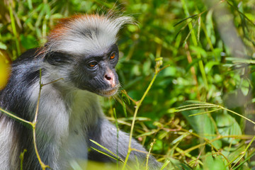 An endangered Zanzibar red colobus monkey (Piliocolobus kirkii), sitting on a tree at Jozani forest, Zanzibar