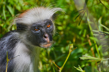 An endangered Zanzibar red colobus monkey (Piliocolobus kirkii), sitting on a tree at Jozani forest, Zanzibar
