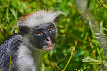 An endangered Zanzibar red colobus monkey (Piliocolobus kirkii), sitting on a tree at Jozani...