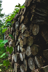 pile of wood in forest