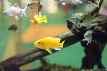 yellow fish in the aquarium reef movement of the crowd