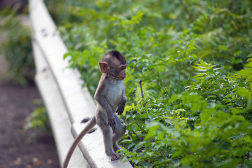 可愛いサル　
