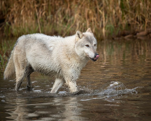 Fototapeta premium Wolf reflection at the pond Triple D